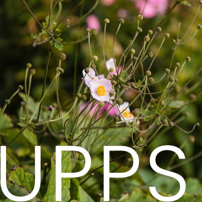 Ein Gartenbild mit dem Schriftzug UPPS
